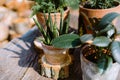 Set of green potted houseplants on table Royalty Free Stock Photo