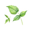 Set of green realistic watercolor raspberry leaves Royalty Free Stock Photo