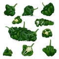 Set of green scotch bonnet peppers. Royalty Free Stock Photo