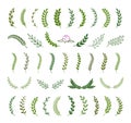 Set of green silhouette tree branches with laurel, oak and olive foliate. Vector illustration for your frame, border, ornament