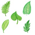 Set of green spring leaves isolated on white background. Watercolor hand drawn illustrations in cartoon style Royalty Free Stock Photo