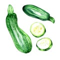 Set of green squashes and slices watercolor illustration on white background.