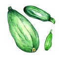 Set of green squashes watercolor illustration on white background.