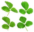 Set of green strawberry leaves on background Royalty Free Stock Photo