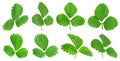 Set of green strawberry leaves on background. Banner design Royalty Free Stock Photo