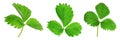 Set of green strawberry leaves on white background. Banner design Royalty Free Stock Photo