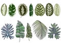 Set of green stylized tropical leaves.