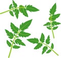 Set of green tomato leaves