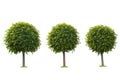 Set of green trees isolated on white Royalty Free Stock Photo