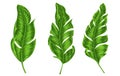 Set of Green tropical banana or palm leaves isolated on white backgroun, Botanical digital illustration