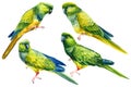 Set green tropical parrots drawing in watercolor, tropical birds, exotic wildlife Royalty Free Stock Photo