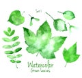 Set of green watercolor leaves