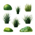 Set of  green watercolor marsh  tuft of grass reed, cattail, tussocks. Illustration isolated  on white Royalty Free Stock Photo