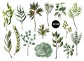 Set of greenery leaves herb and succulent in watercolor style. Eucalyptus, magnolia, fern and other vector illustration.