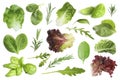 Set with greens isolated on white. Rosemary, leaves of lettuce, spinach, basil and arugula Royalty Free Stock Photo