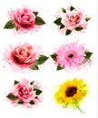 Set of greeting cards with defferent flowers.