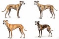 set of greyhound dogs isolated on white background