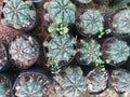 Set of grouped cacti in a flower vase