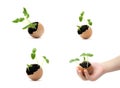 Set of growing sprouts in egg shell in child hands. Seed germination. Child hand holding a sprout in egg with soil isolated on whi Royalty Free Stock Photo