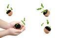 Set of growing sprouts in egg shell in child hands. Seed germination. Child hand holding a sprout in egg with soil isolated on whi Royalty Free Stock Photo