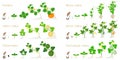 Set of growth cycles of agricultural crops on a white background. Royalty Free Stock Photo