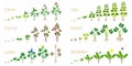 Set of growth cycles of agricultural crops on a white.