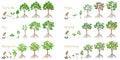 Set of growth cycles of exotic trees on a white background. Royalty Free Stock Photo