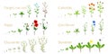 Set of growth cycles of field plants on a white background. Royalty Free Stock Photo