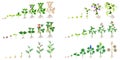 Set of growth cycles of leguminous plants on a white background.