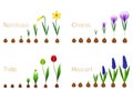 Set of growth cycles of spring flowers on a white background.