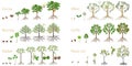 Set of growth cycles of trees with fruits on a white background. Royalty Free Stock Photo