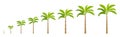 Set growth stages of palm tree. Vector Illustration growing plants. Period progression life cycle animation.