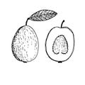 Set of guava, vector illustration, hand drawn sketch