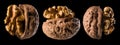 Set of half opened walnuts with kernel isolated on a black background Royalty Free Stock Photo