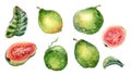 Set of half and slices guava watercolor illustration isolated on white. Tropical fruit, exotic apple, whole guajava