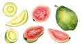 Set of half and slices guava watercolor illustration isolated on white. Tropical fruit, exotic apple, whole guajava, red