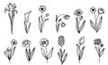 Set hand draw floral and botanical elements,clipart hand drawn,doodle style.vector Royalty Free Stock Photo