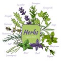 Set of hand draw herbs for food and cosmetic.