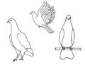 Set of hand-drawing birds. Dove.