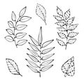 Set of hand drawing branches and leaves. Botanical decorative illustration.