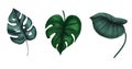 Set of hand drawing dark green tropical philodendron leaves on white background.