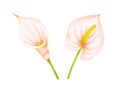 Set of hand drawing soft pink-beige flowers anthurium and calla lily on white background. Decorative exotic element for