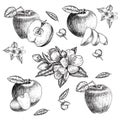 Set of hand drawn apple. Vintage sketch style illustration. Organic eco food. Whole , sliced pieces half,leaves and