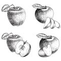 Set of hand drawn apple. Vintage sketch style illustration. Royalty Free Stock Photo