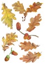 Set of hand drawn aqwarelle autumn oak leaves and acorns. Royalty Free Stock Photo