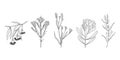 Set of hand drawn Australian native flowers and plants Royalty Free Stock Photo