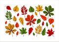 Set of hand drawn autumn leaves including chestnut, oak, rowan, maple and linden isolated on white background. Vector illustration Royalty Free Stock Photo