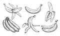 Set of hand drawn bananas sketch isolated on white background Royalty Free Stock Photo