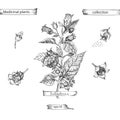 Set hand drawn of Belladonna, lives and flowers in black color isolated on white background. Retro vintage graphic Royalty Free Stock Photo