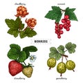 Set of hand drawn berries isolated on white background. Raspberry, blueberry, cherry, cowberry on white background. Fruit botany Royalty Free Stock Photo